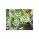 V SYNDICATE SMALL GLASS ROLLING TRAY TRICOMB JUNGLE